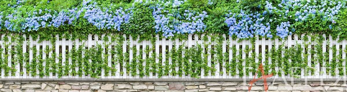 Природа, Пейзажи, забор забор, деревянный забор, доски, кусты, цветущие кусты, голубые цветы, цветущий забор