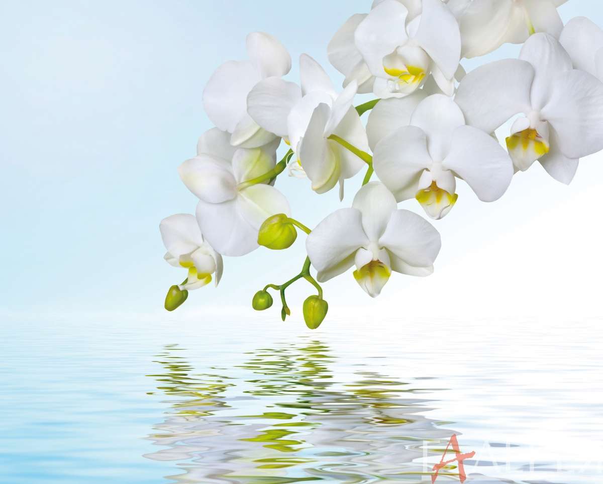 цветы, растения, орхидеи, веточка белой орхидеи над водой фон, вода, отражение рябь, Цветы, Орхидея, Вода, Нежность, Свежесть