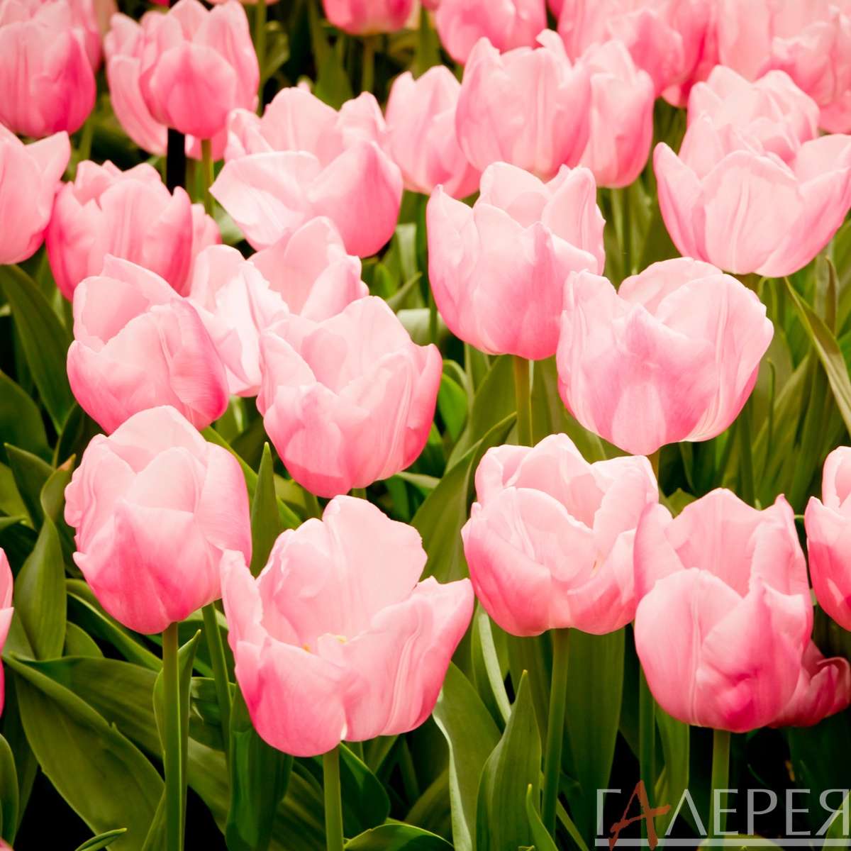 цветы, растения, тюльпаны, розовые тюльпаны, клумба