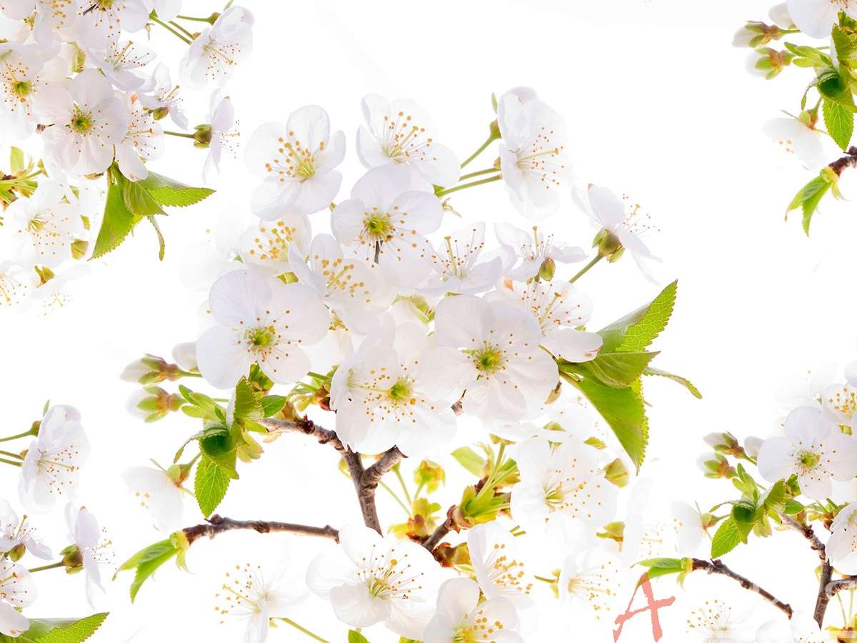 цветы, растения, разноцветье, ветка, веточка вишни, мелкие цветочки, вишня