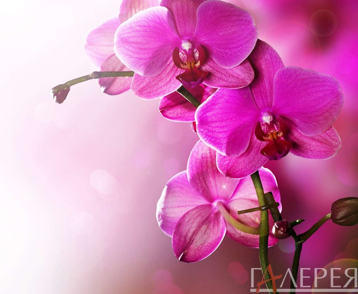 цветы, растения, орхидеи, розовая орхидея, три цветка фон, фуксия