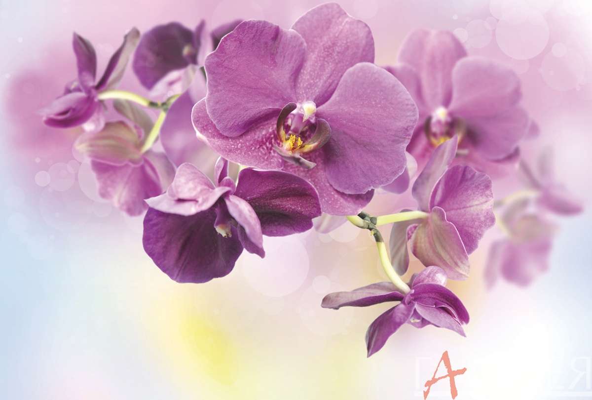 3D обои, цветы, орхидея, 3d